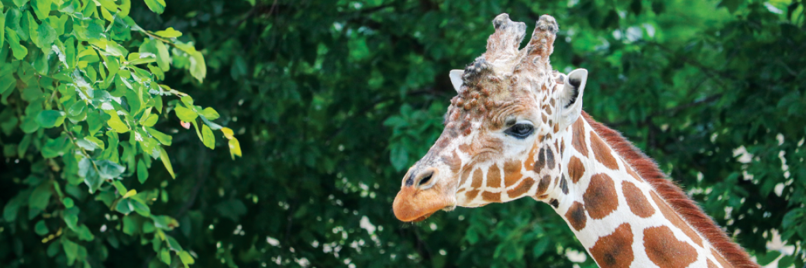 Image of a giraffe from the Blank Park Zoo