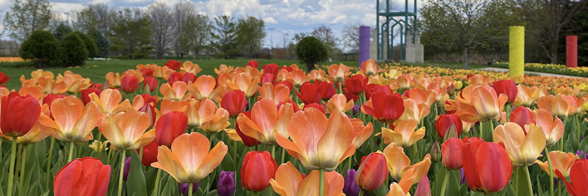 Image of colorful flowers at the Reiman Gardens