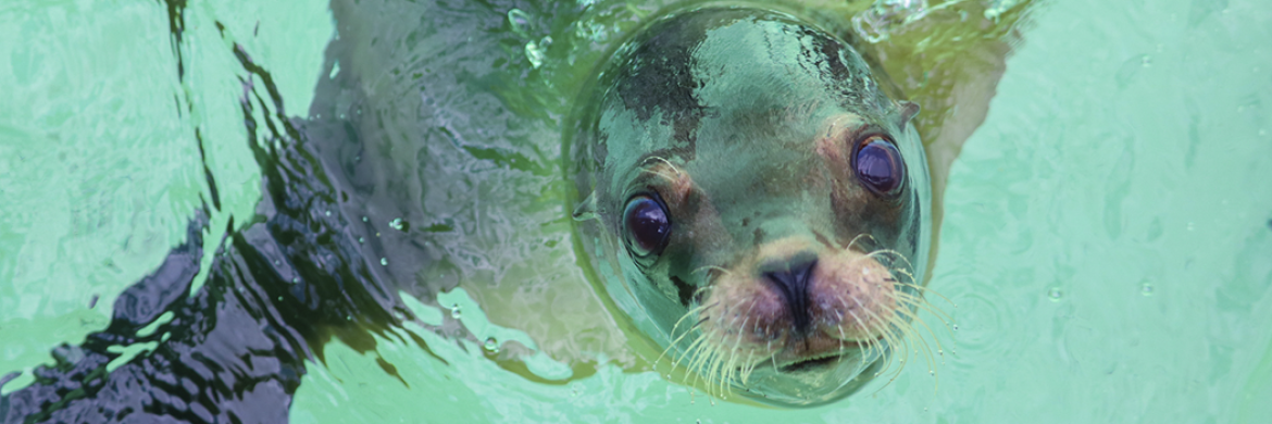 Otter in the water at the Blank Park Zoo