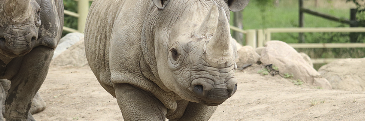 Rhino at the Blank Park Zoo