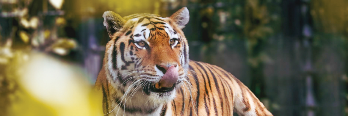 image of a tiger at the Blank Park Zoo